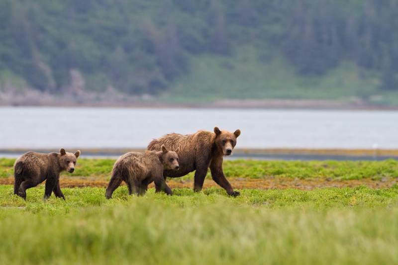 Grizzly Bear Sow And Cubs